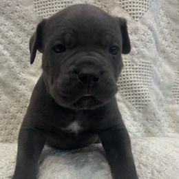 Donner - Gray male Cane Corso puppy in Utah from 3Lake Kennelz