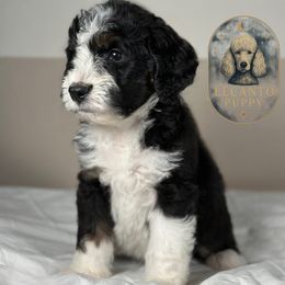 Matterhorn - Tri-color male Bernedoodle puppy in Lecanto, Florida from Lecanto Puppy