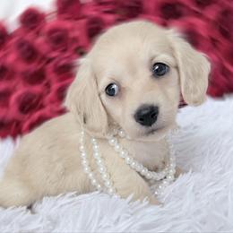 Casey cream longhair - Cream female Dachshund puppy in Richmond, Virginia from Irresistible Dachshunds & Cavaliers