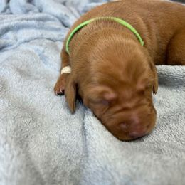 Green - Golden rust male Vizsla puppy in Maineville, Ohio from Izabella Vizslas