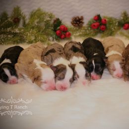 Australian Shepherd Puppies from Flying T Ranch