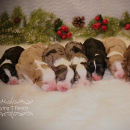 Australian Shepherd Puppies from Flying T Ranch