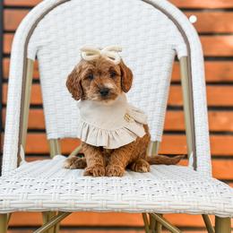 Pink collar girl - Red  female Goldendoodle puppy in Spokane, Washington from Dream Doodles in Spokane WA