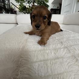 Girl 1 - Red female Dachshund puppy in Spokane, Washington from Dearhaven Doxie