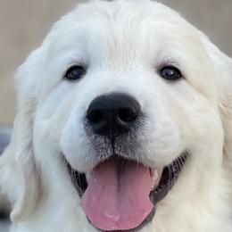 Golden Retrievers from Promised Love Goldens