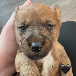 Girl 1 - Red female Irish Terrier puppy in Austin, Texas from ATX Irish Terriers