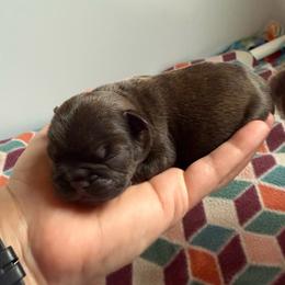 Girl 1 - Brindle female French Bulldog puppy in Carlisle, Ohio from Gibson Acres