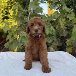 Lavender - Red  female Goldendoodle puppy in Citrus Heights, California from Tanya's Goldendoodles