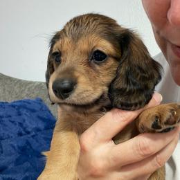 Akc Sisu - Red female Dachshund puppy in Erie, Michigan from Champagne’s Grinch Toe’d Dachshunds
