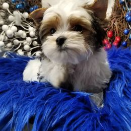 Yorkshire Terrier Puppies from Harmony Hills Yorkies