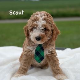 Scout - Apricot male Goldendoodle puppy in Estesburg, Kentucky from Wet Goldendoodle Kisses