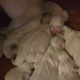 Green boy - White male Samoyed puppy in San Antonio, Texas from Hill Country Samoyeds