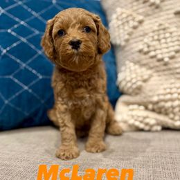 McLaren - Apricot male Assorted Doodle Crosses puppy in West Haven, Utah from The Cava Labdoodles