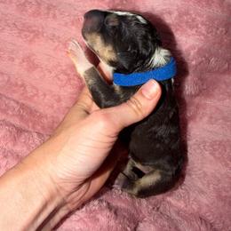 Blue collar - Black tan and white male Miniature Bull Terrier puppy in Port Charlotte, Florida from Cloud Nine Ranch Bullies