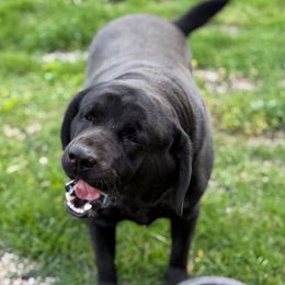 Onyx - Labrador Retriever