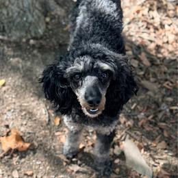 Cleo - Phantom female Poodle puppy in Rock Island, Oklahoma from Virelle Poodles