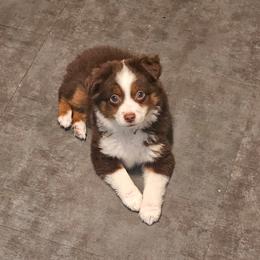 Australian Shepherd, Miniature American Shepherd, and Miniature Australian Shepherd All Grown Up from Spirited Aussies