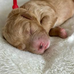 Red - Cream female Goldendoodle puppy in New Britain, Connecticut from Goldendoodles Stars LLC