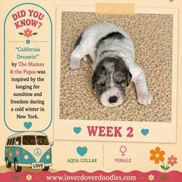 Cali - Merle female Goldendoodle puppy in Frostproof, Florida from Lover Dover Doodles