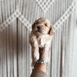 Jam - Yellow and white female Bernedoodle puppy in Shingle Springs, California from Kindred Oak Goldendoodles