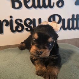 Navy - Black and gold male Yorkshire Terrier puppy in Clermont, Florida from Bella's Prissy Butts
