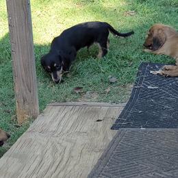 Dachshund Puppies from CLARK'S BREEDING PROGRAM