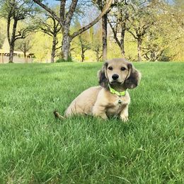 Dachshund Puppies from Northwest Dachshunds