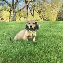 Dachshund Puppies from Northwest Dachshunds