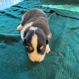 Sterling - Sable male Australian Shepherd puppy in Baker, Florida from Dubose Kennels
