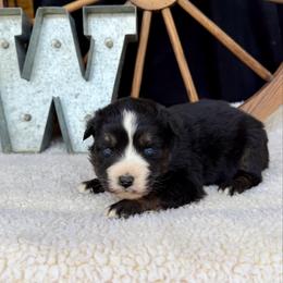 Oreo - Black tri male Miniature Australian Shepherd puppy in Checotah, Oklahoma from Wild Outlaw Aussies