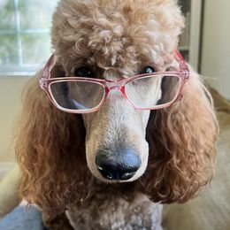 Poodles from Solid Rock Ranch Poodles