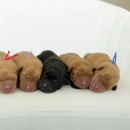 Shark - Yellow male Labrador Retriever puppy in Allons, Tennessee from UC Labradors LLC