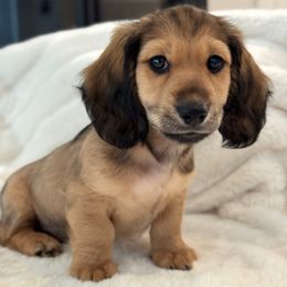Nitro - Chocolate and tan male Dachshund puppy in La Marque, Texas from For the Love of Doxens