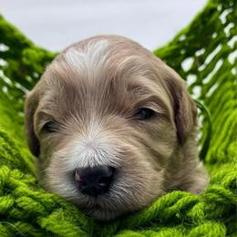 Green Boy - Red  male Goldendoodle puppy in Travelers Rest, South Carolina from Bailey Mountain Doodles