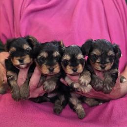 Yorkshire Terrier puppies from Kathy's little yorkies