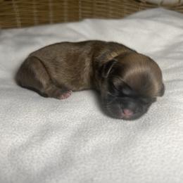 Juno - Sable female Shih Tzu puppy in Lake City, South Carolina from Precious Lil Tzus