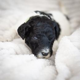 Éclair - Parti male Goldendoodle puppy in Wake Forest, North Carolina from Wake Forest Darling Doodles