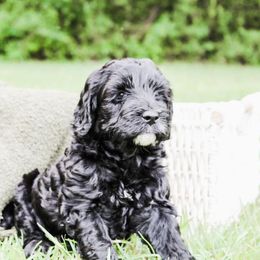 Australian Labradoodle Puppies from Harmony Labradoodles
