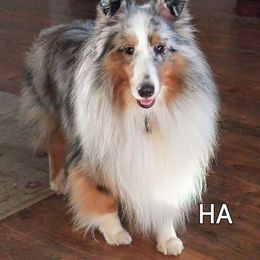 Lance - Shetland Sheepdog