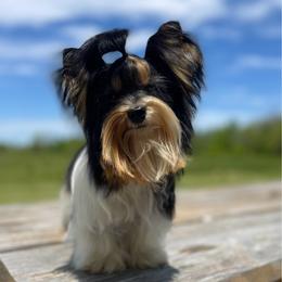 Baron - Biewer Terrier