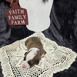 PURPLE  female - Red female Pembroke Welsh Corgi puppy in Harrisburg, Illinois from Parish Corgis