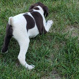 German Shorthaired Pointer Puppies from Cozy's GSPs