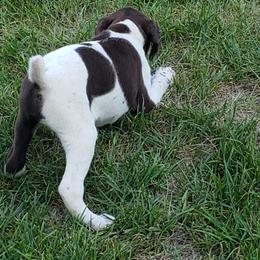 German Shorthaired Pointer Puppies from Cozy's GSPs