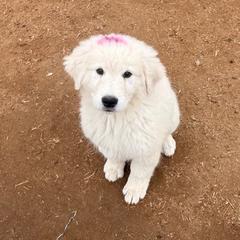 Purple Girl - White female Maremma Sheepdog puppy in Kings County, California from Prancing Pony Farm Maremma Sheepdogs