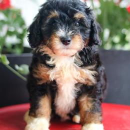 Presley - Black tri-color female Aussiedoodle puppy in Crete, Nebraska from Doodles & Co