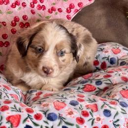 Merlin - Red merle male Miniature Australian Shepherd puppy in California from Eagle River Aussies