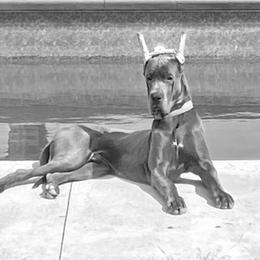Great Dane Puppies from South Fort Blue Danes