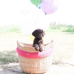 Poodle Puppies from Twisted Oak Poodles