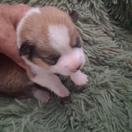 Shadow - Red female Pembroke Welsh Corgi puppy in Gaffney, South Carolina from Battlefield Kennels