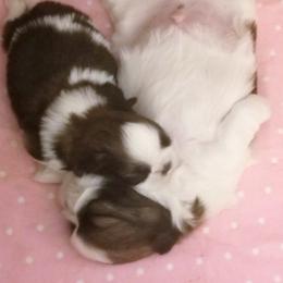 Shih Tzu Puppies from Devalon Shih Tzu Palm Beach